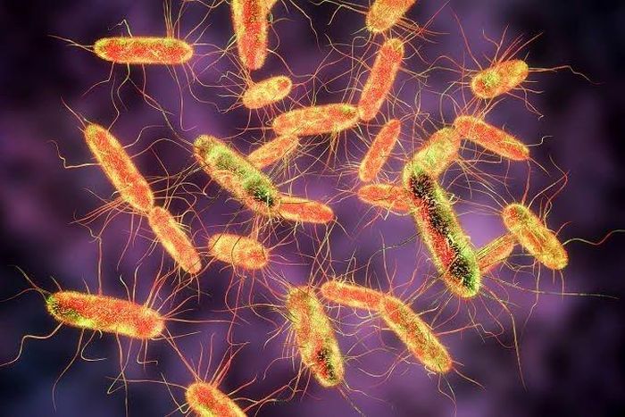  Salmonella có nhiều chủng, trong đó Salmonella enteritidis gây ngộ độc thực phẩm, còn Salmonella typhi gây bệnh thương hàn. Ảnh: New.yesdok. 