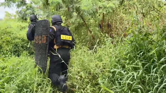 Lực lượng cảnh sát cơ động truy bắt nghi can cướp 100 triệu đồng lẩn trốn ở bãi lau sậy gần chợ Bình Điền. Ảnh: CA