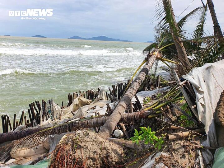 Tổng chiều dài các điểm sạt lở tại bờ biển Hội An khoảng 3,5km. Thời gian qua, sau khi quật ngã những hàng dừa, phi lao, sóng lớn tiếp tục "ngoạm" sâu vào bờ và uy hiếp khu villa, nhà hàng,... ven biển Hội An.