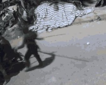 Camera ghi rõ hành vi nhóm người nghi vấn đi trộm chó tại xã Vũ Quý.